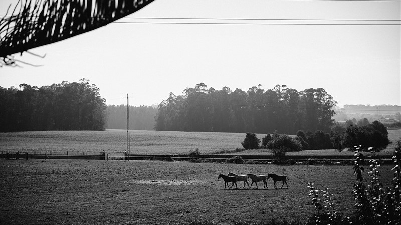 Parque dos cavalos 1