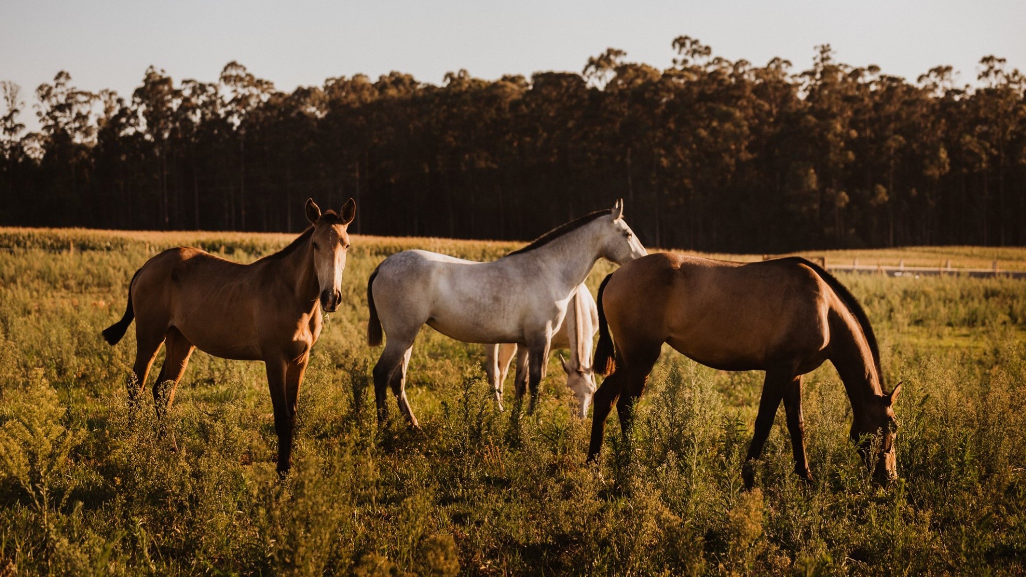Cavalos lusitanos no parque da Quinta do Alferes